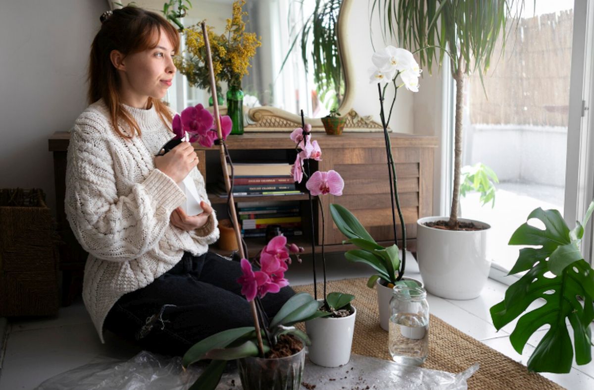 Planta care atrage banii ca un magnet: Unde trebuie să o pui neapărat în casă pentru a te îmbogăți!