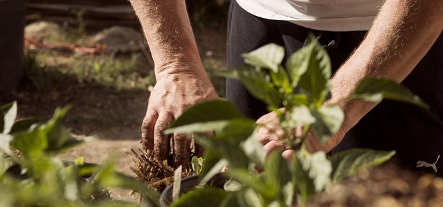 Scapă de DĂUNĂTORII din grădină folosind acest ingredient banal pe care toți îl aruncăm…