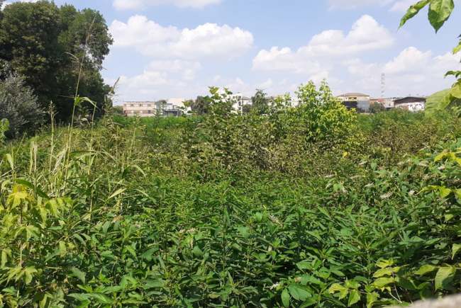 AMENZI colosale pentru românii de la curte dacă uită să își îngrijească...