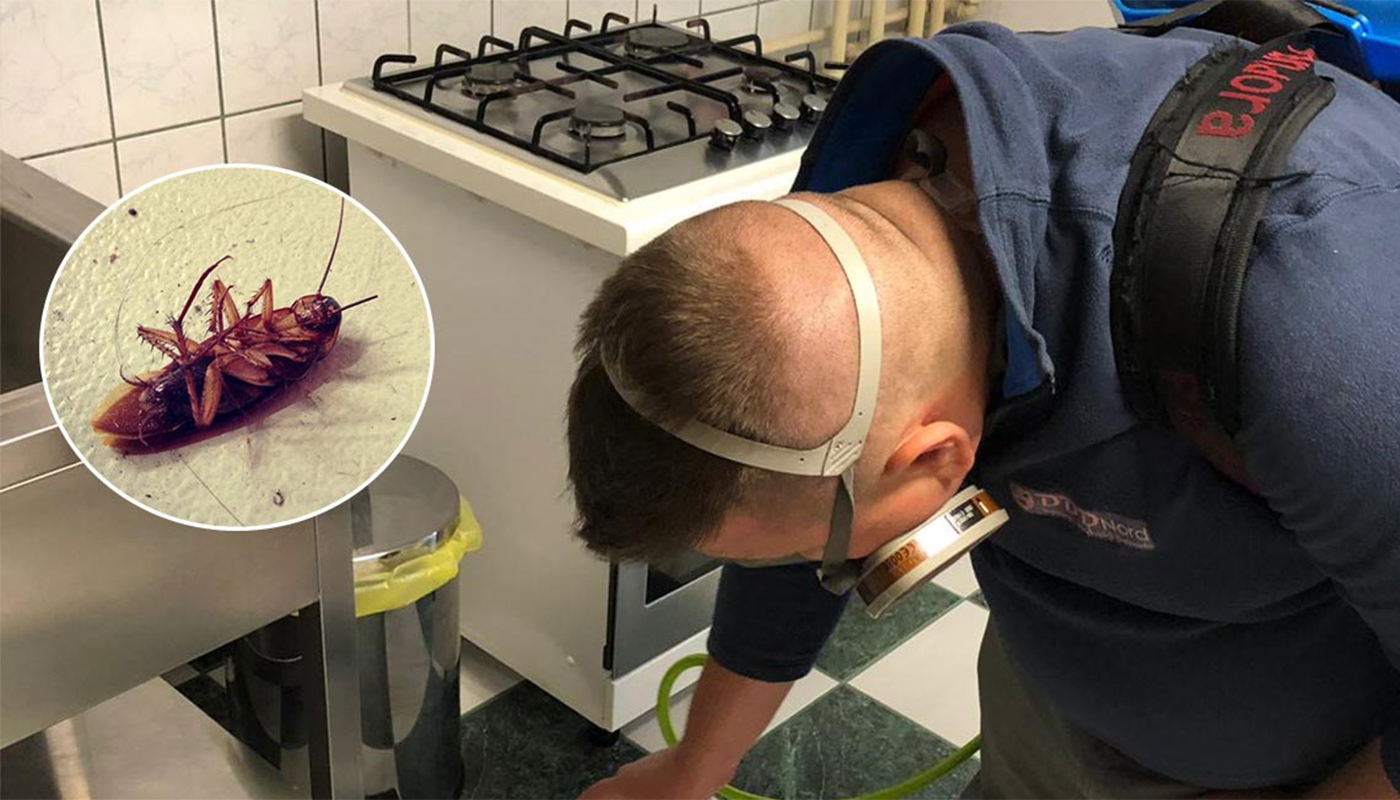 Scapă DEFINITIV de gândacii de bucătărie folosind doar acest amestec banal din...