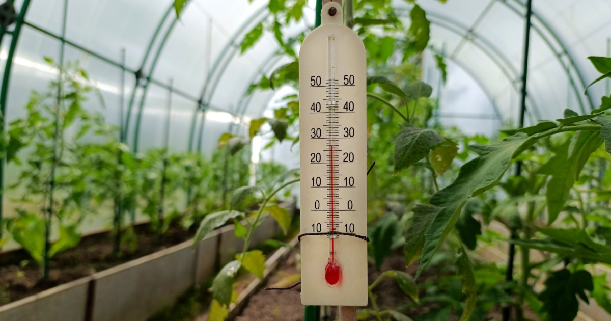 RĂSADURILE sunt în pericol, iar prețul kilogramului de roșii românești a ajuns la...