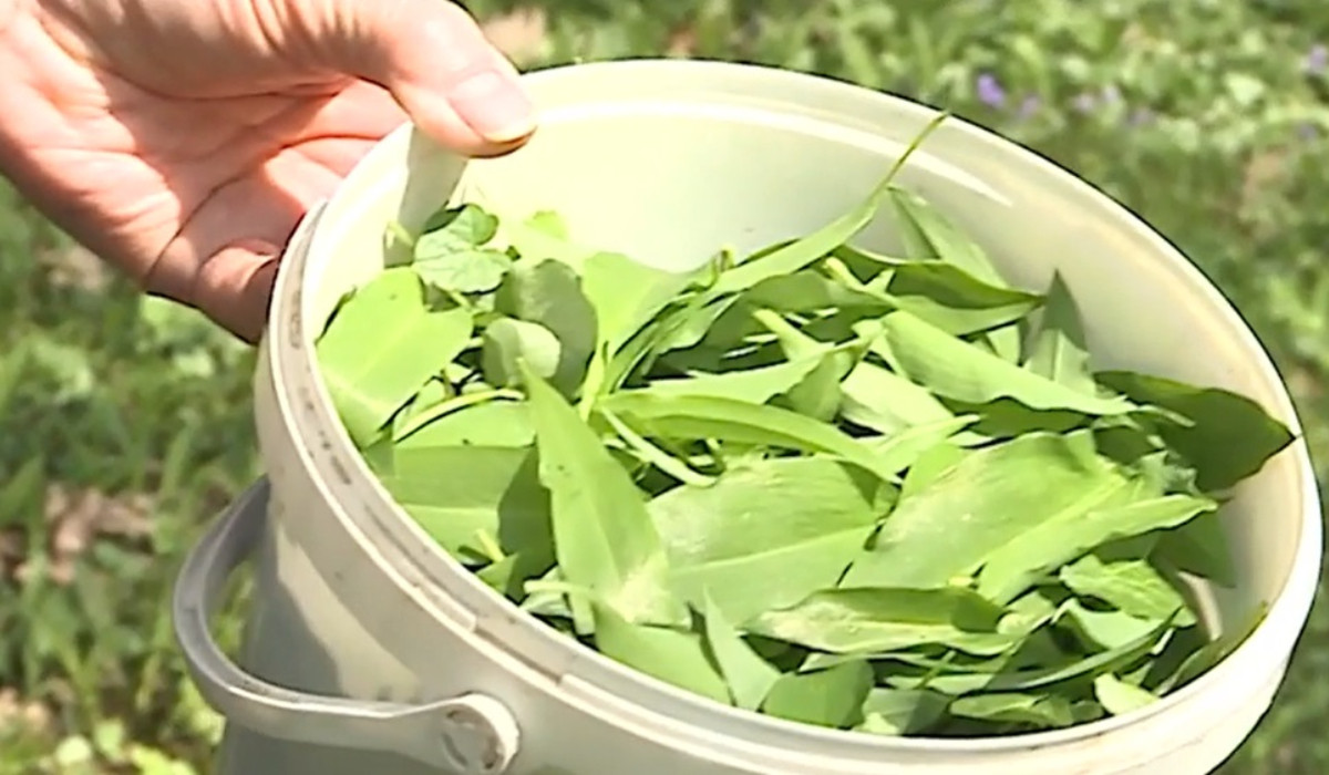 Planta minune pe care o poți CULEGE acum are beneficii uimitoare pentru…