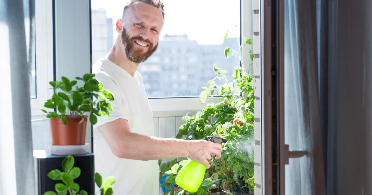 MOTIVUL pentru care trebuie să plantezi chiar acum în ghiveci această LEGUMĂ pentru ciorbă…