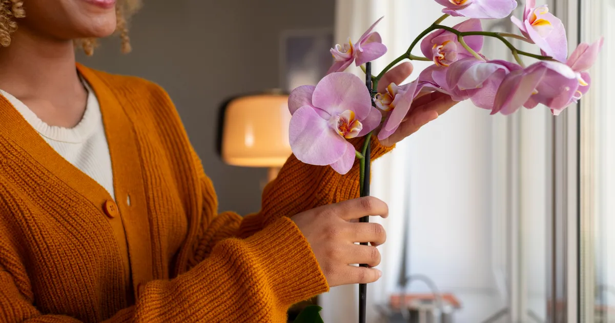 Planta FENG SHUI care aduce iubire și prosperitate în dormitor este...