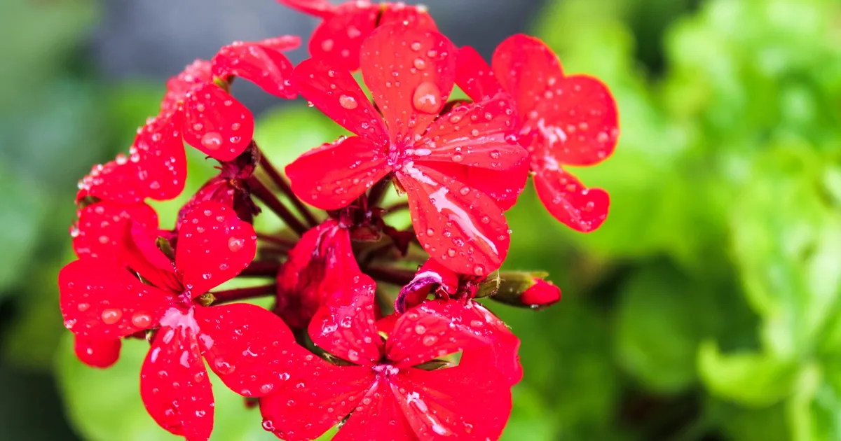 Planta care ÎNFLOREȘTE în doar patru săptămâni și are flori comestibile este…