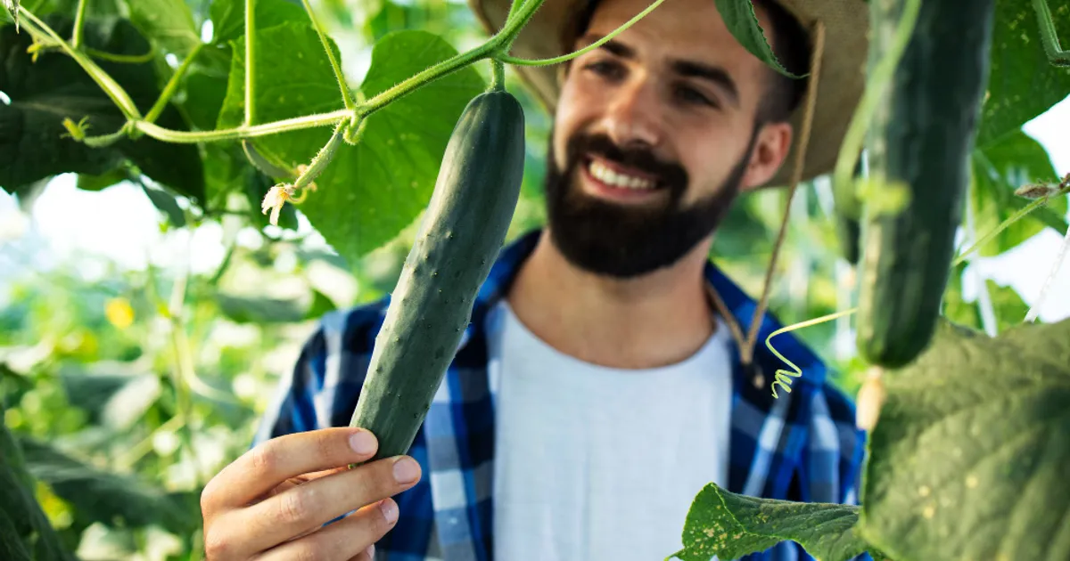 NU planta niciodată aceste 6 LEGUME lângă castraveți dacă vrei să eviți…