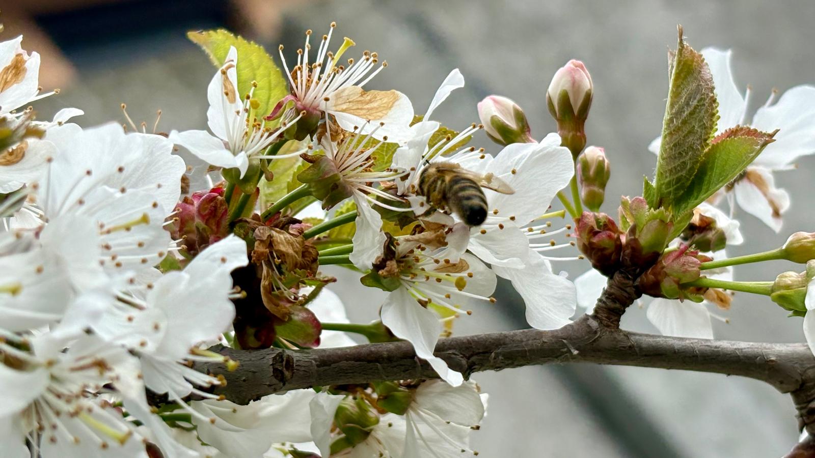 Plantele BENEFIICE care salvează pomii fructiferi și atrag albinele sunt defapt …