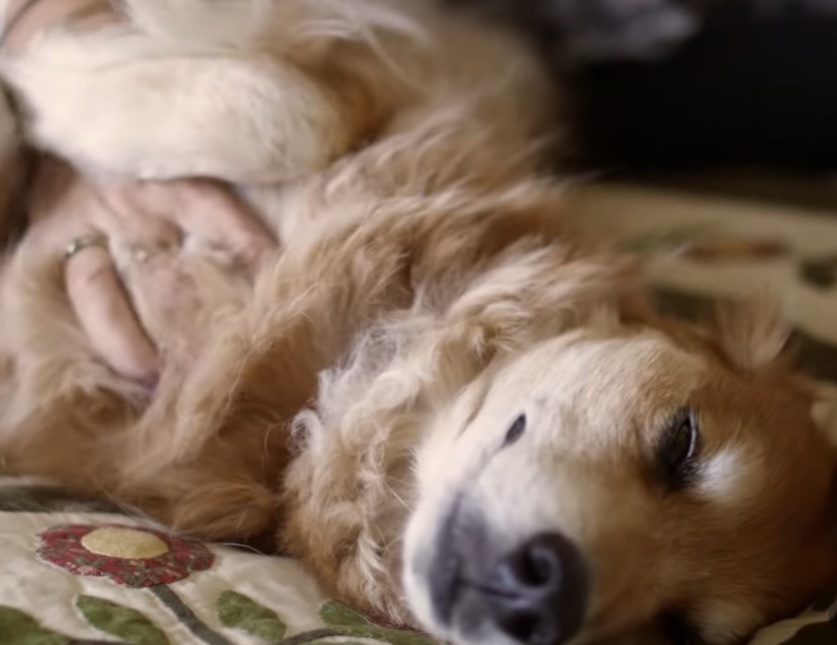 STAI la bloc? Iată numărul MAXIM de animale permis prin lege în…