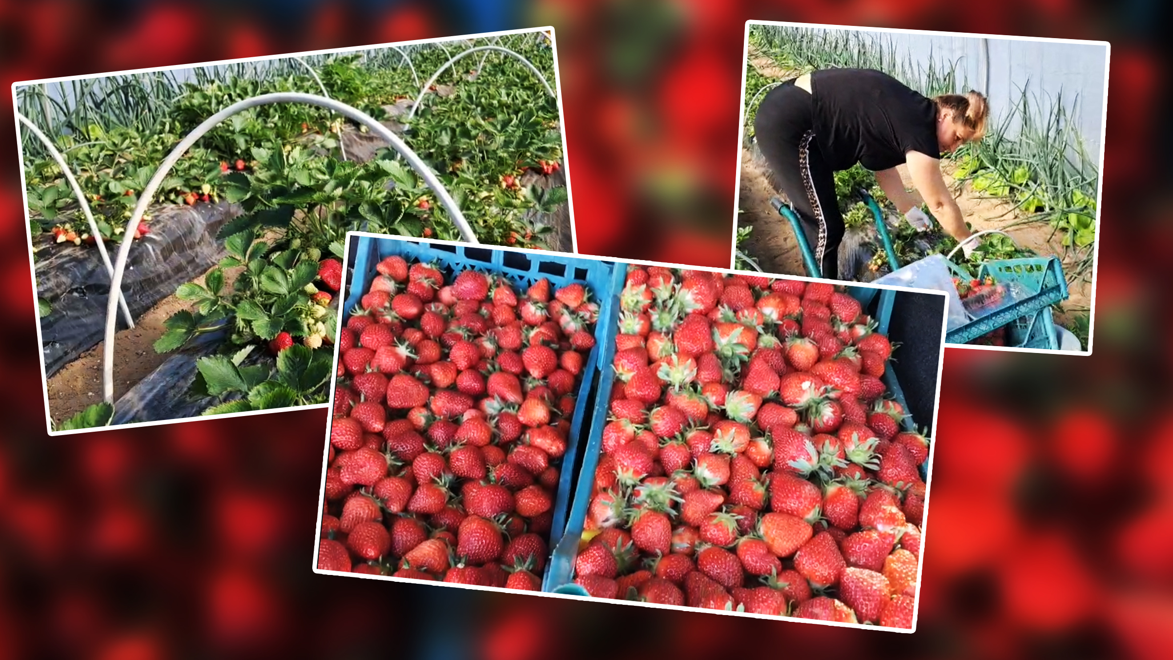 Au APĂRUT primele căpșuni românești, însă prețul de vânzare la en-gros este de…