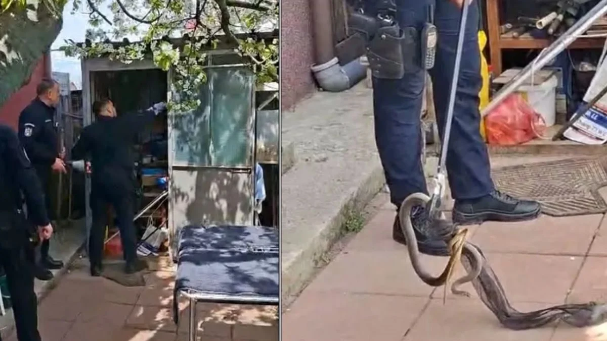 O femeie a sunat DISPERATĂ la jandarmi, dar șarpele se ascunsese în…