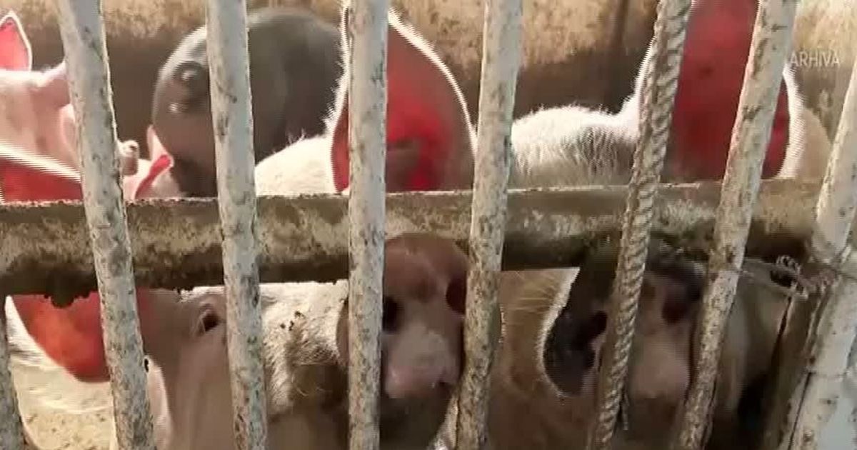 Fermierii români REUNȚĂ la afaceri din cauza prețului derizoriu pe kilogram de…