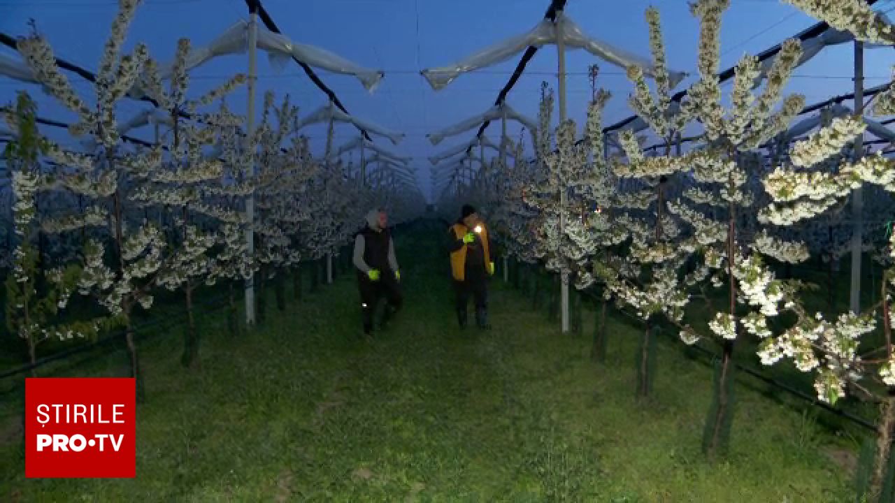 METODĂ INEDITĂ aplicată de fermieri la 4 dimineața pentru a salva recolta cu…