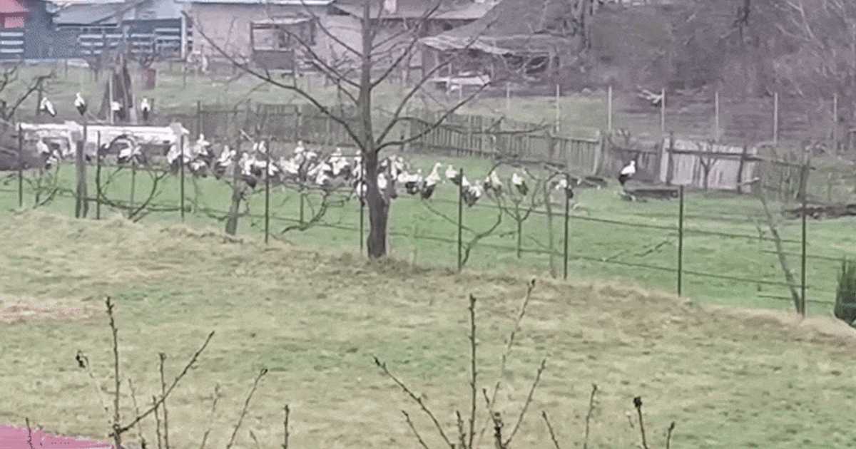 Gospodăria unui sătean a fost INVADATĂ peste noapte de zeci de…