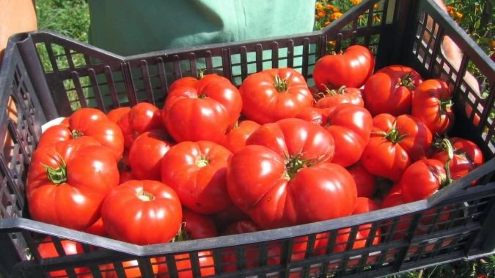 ROȘIILE ROMÂNEȘTI au apărut în piețe, dar prețul pentru un singur kilogram este…