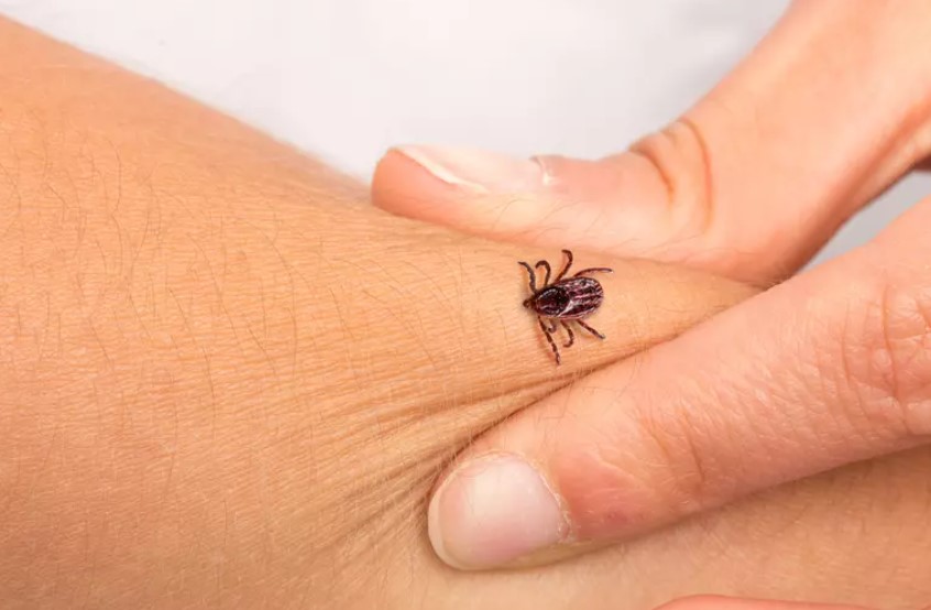 Dacă te mușcă o căpușă, trebuie să eviți GREȘEALA care îți poate agrava…