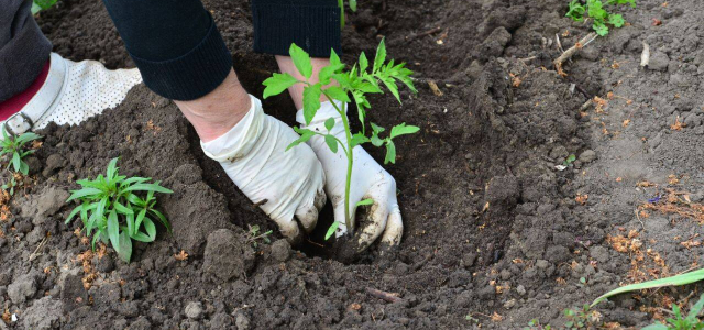 Pune aceste INGREDIENTE în groapă când plantezi roșiile pentru o recoltă de…