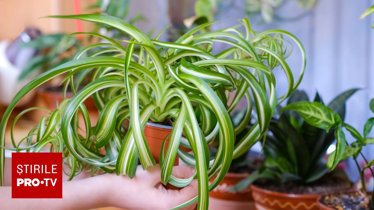 Această plantă de interior ELIMINĂ 95% din substanțele toxice prin...