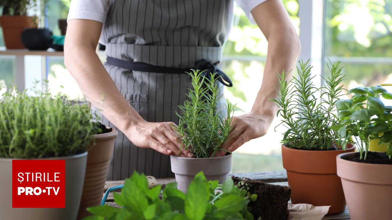 Toate plantele tale aromatice vor REUȘI dacă urmezi această metodă simplă de…