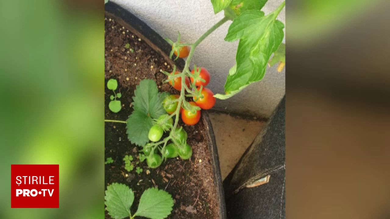Iată tehnologia REVOLUȚIONARĂ care permite posesorilor de apartamente să cultive pe balcon chiar și…