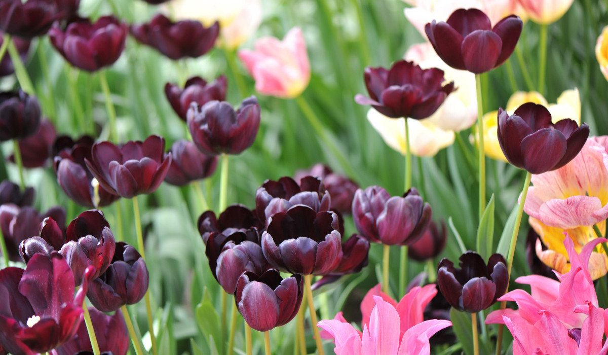 Proprietarul a plantat peste 10 mii de BULBI, însă atracția principală este...