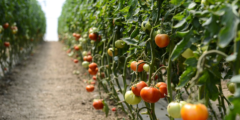 Pune aceste ingrediente în GROAPA de plantare pentru roșii și vei obține…