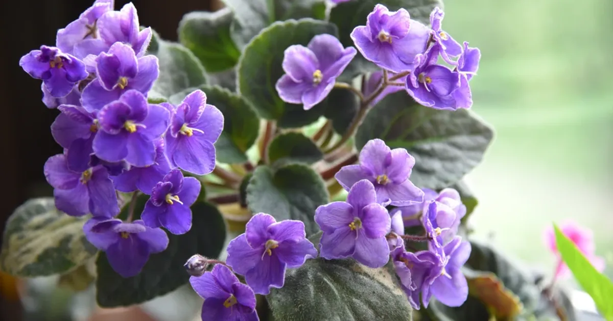 Toată lumea EVITĂ această plantă superbă, dar puțini știu că ea are nevoie de…