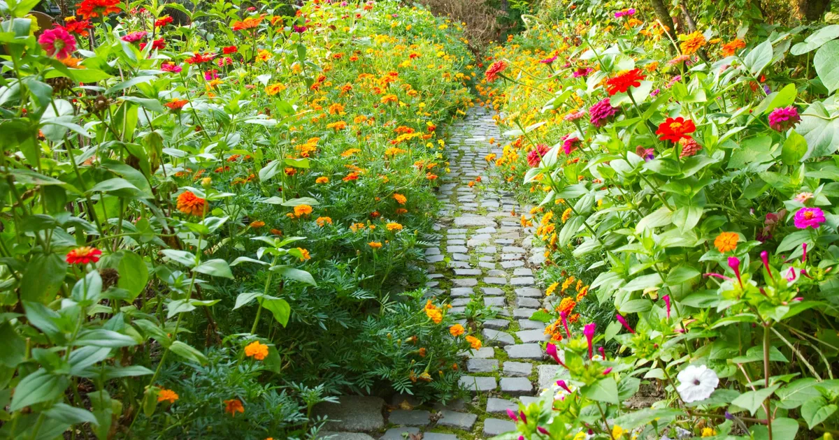 Pune aceste DOUĂ ingrediente în apă și florile tale vor crește cu…