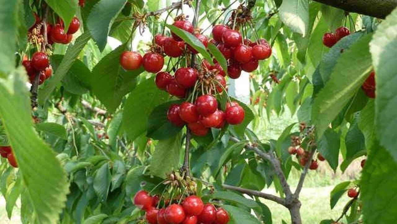 PREȚUL incredibil cu care se vând primele cireșe românești direct de la producători este…