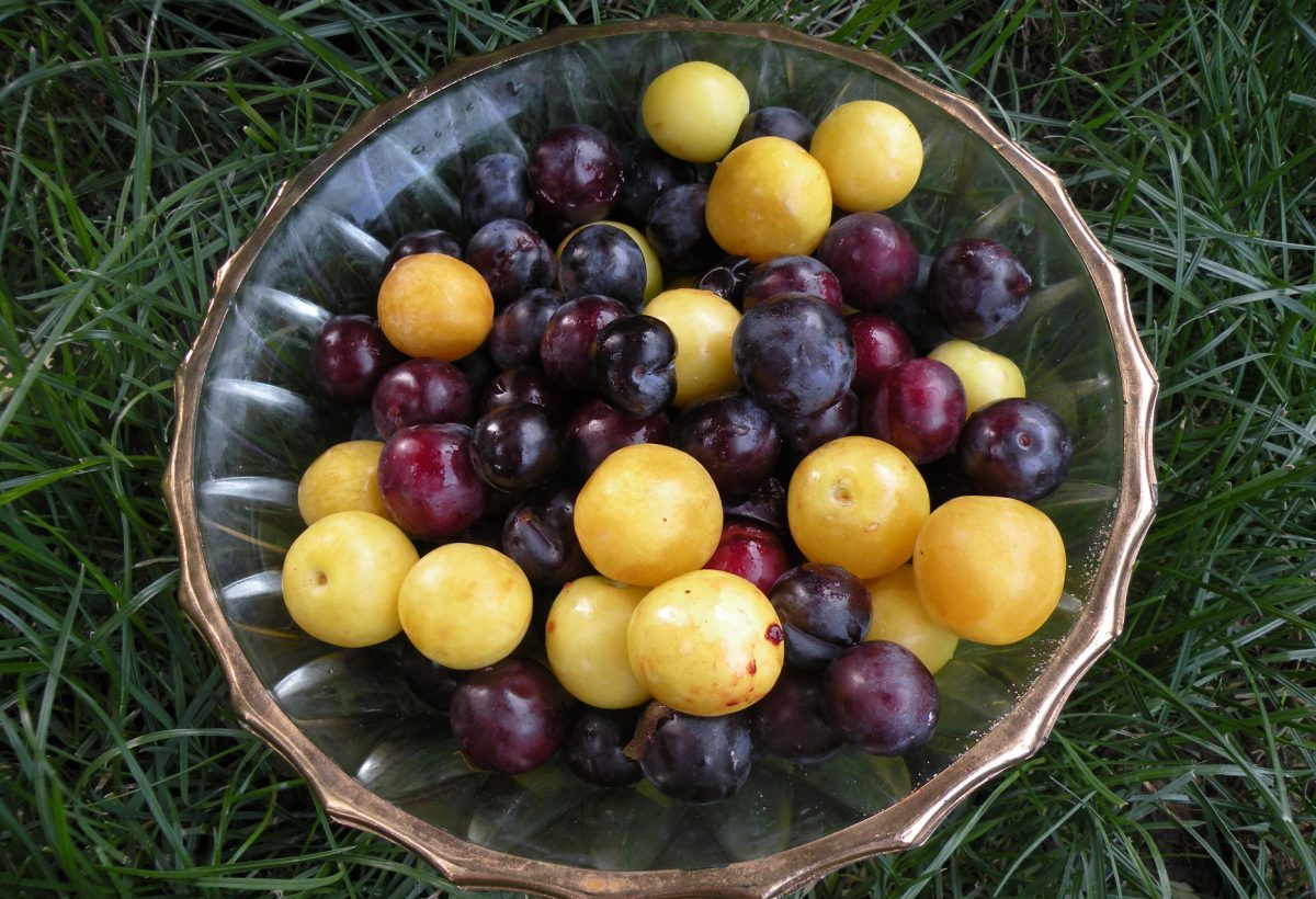 Fructul copilăriei noastre este MAI SCUMP ca cireșele și a ajuns să coste…