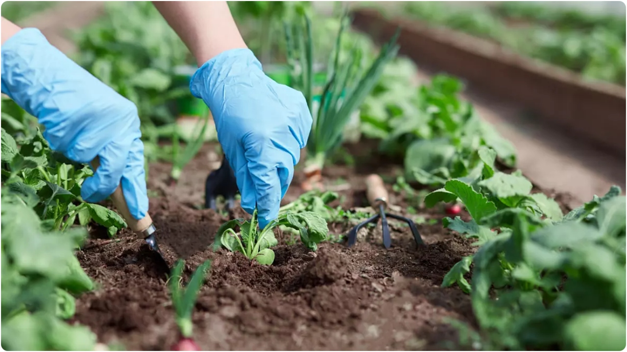 RECOLTĂ bogată în grădină. Iată ce legume și flori TREBUIE să plantezi în…