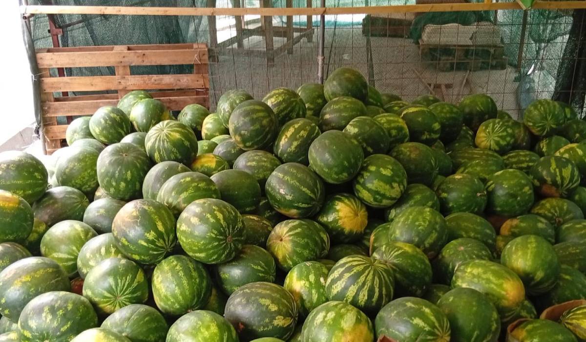 Ne otrăvesc cu pepeni străini vânduți ca românești! Ne furați tradiția!