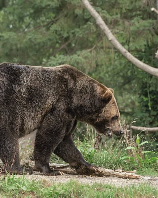 Clipe de coșmar în Argeș! Un bărbat a fost atacat de un urs chiar lângă baraj. Ce a pățit victima